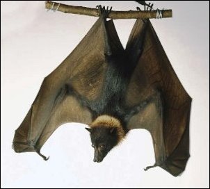 Name:  fruit bat.jpg
Views: 3193
Size:  15.9 KB