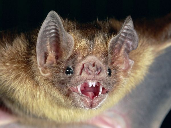 Name:  common-vampire-bat_505_600x450.jpg
Views: 3127
Size:  43.8 KB